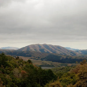 Dirty Projectors and Bjork - Mount Wittenberg Orca