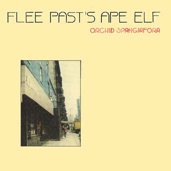 Orchid Spangiafora - Flee Past's Ape Elf